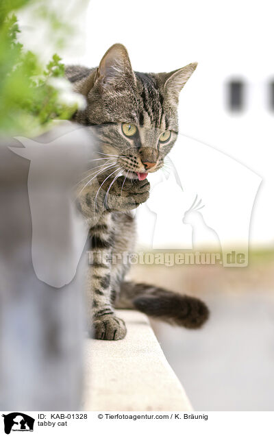 getigerte Katze / tabby cat / KAB-01328