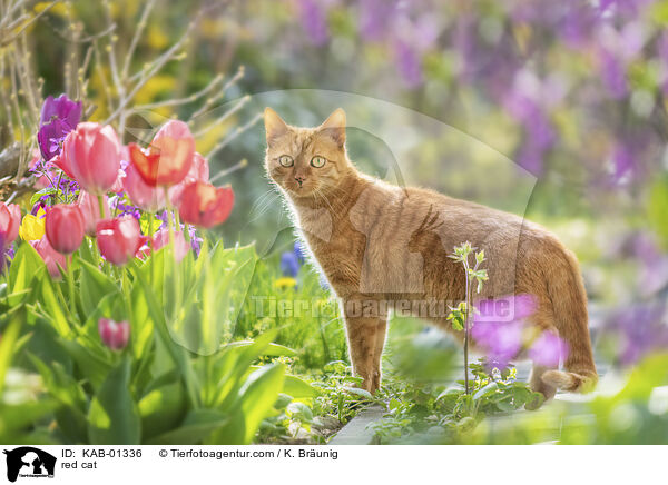 rote Katze / red cat / KAB-01336