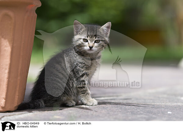 Hauskatze Ktzchen / domestic kitten / HBO-04949