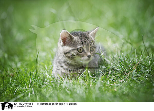 domestic kitten / HBO-04951