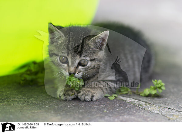 Hauskatze Ktzchen / domestic kitten / HBO-04959