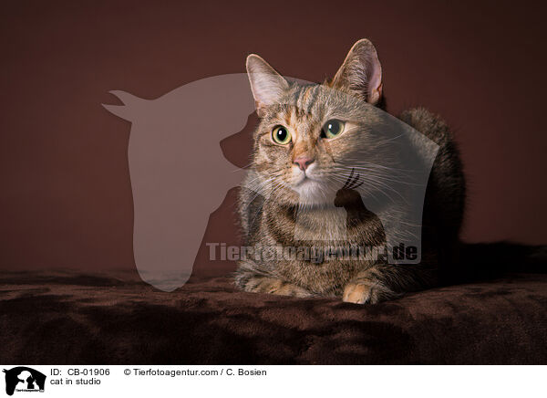 cat in studio / CB-01906