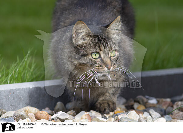 Katze drauen / cat outdoor / JM-10541
