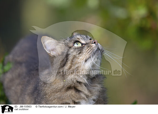 Katze drauen / cat outdoor / JM-10563