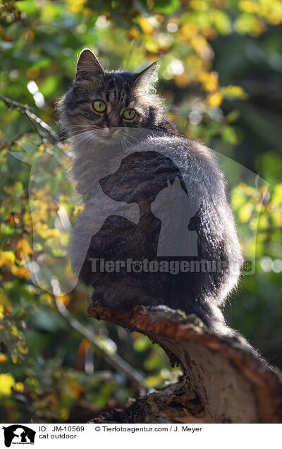 Katze drauen / cat outdoor / JM-10569