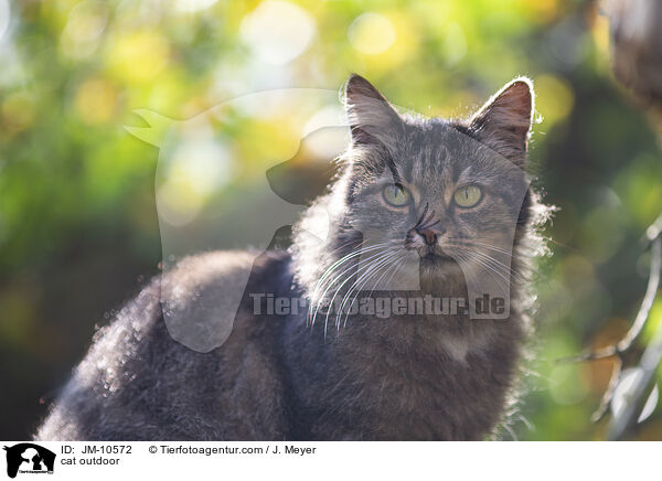 Katze drauen / cat outdoor / JM-10572