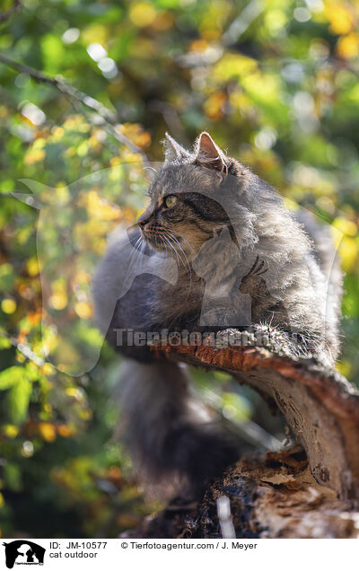 Katze drauen / cat outdoor / JM-10577