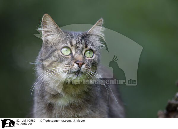 Katze drauen / cat outdoor / JM-10589
