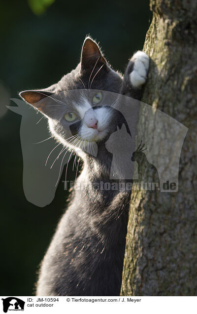 Katze drauen / cat outdoor / JM-10594