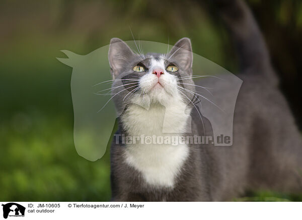 Katze drauen / cat outdoor / JM-10605