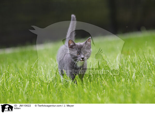 Ktzchen / kitten / JM-10622