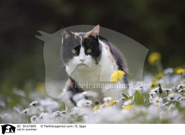 Katze im Sommer / cat in summer / SI-01865