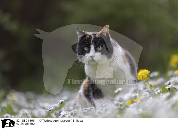 cat in summer / SI-01866