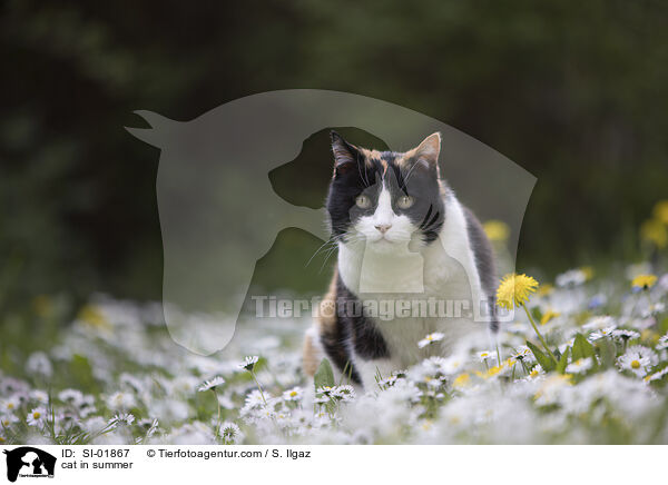 cat in summer / SI-01867