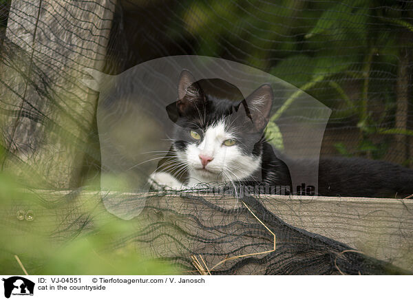 cat in the countryside / VJ-04551