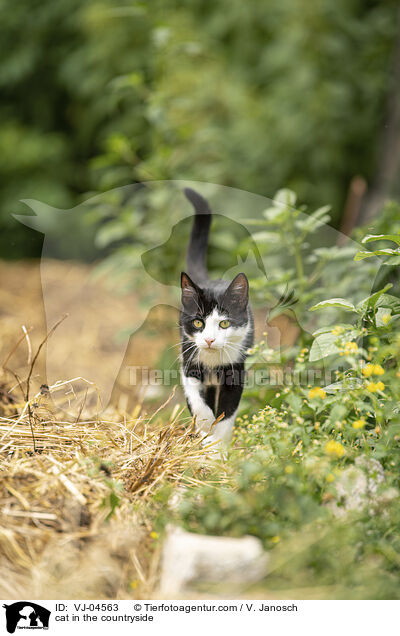 cat in the countryside / VJ-04563