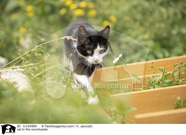 cat in the countryside / VJ-04564