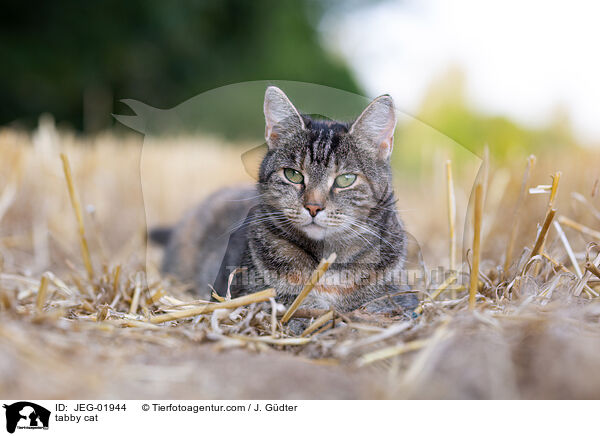 getigerte Katze / tabby cat / JEG-01944