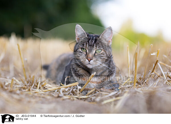 tabby cat / JEG-01944