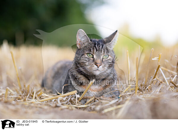 tabby cat / JEG-01945