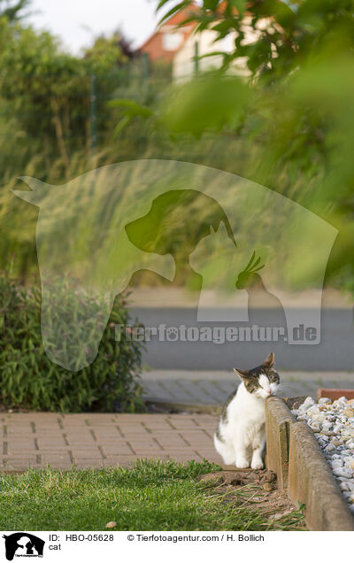 Katze / cat / HBO-05628