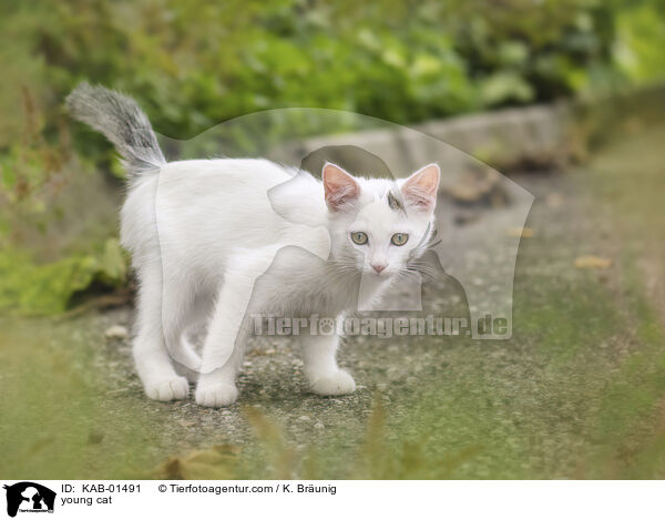 young cat / KAB-01491