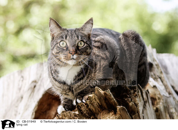 liegende Katze / lying cat / CB-01949