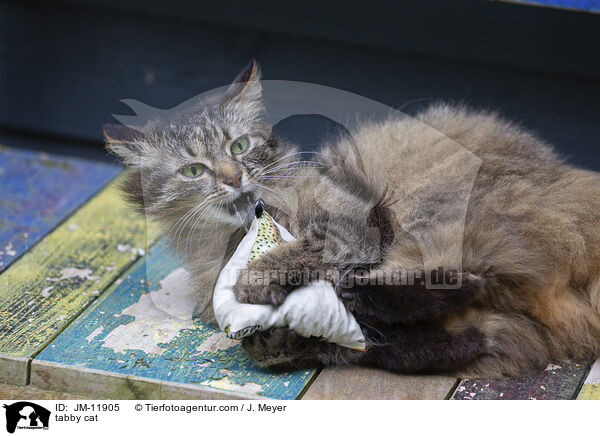 getigerte Katze / tabby cat / JM-11905