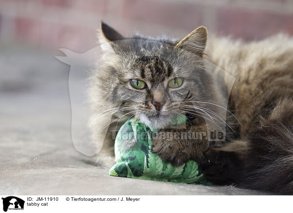 getigerte Katze / tabby cat / JM-11910