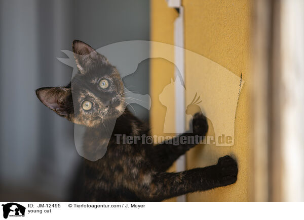 junge Katze / young cat / JM-12495