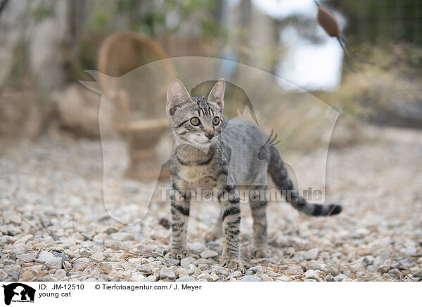junge Katze / young cat / JM-12510