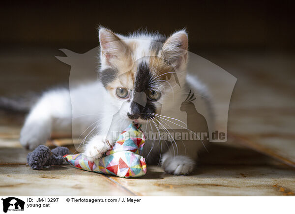 junge Katze / young cat / JM-13297