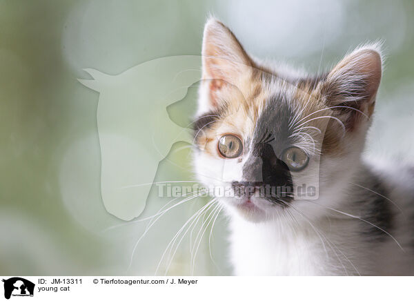 junge Katze / young cat / JM-13311