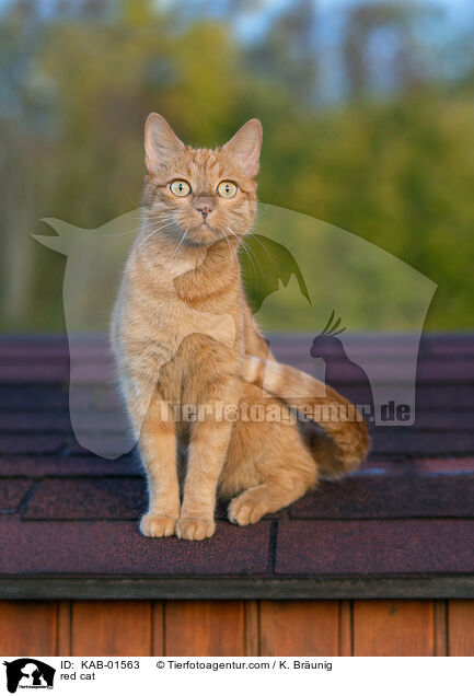 rote Hauskatze / red cat / KAB-01563