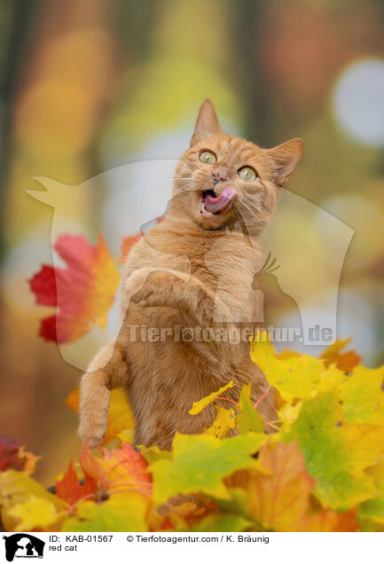rote Hauskatze / red cat / KAB-01567