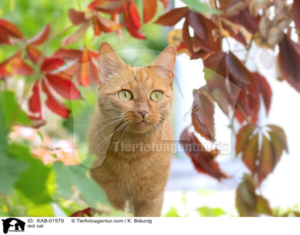 red cat / KAB-01579