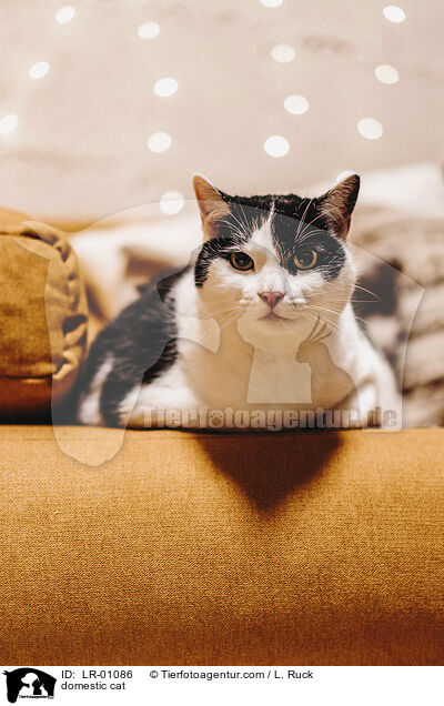 Hauskatze / domestic cat / LR-01086