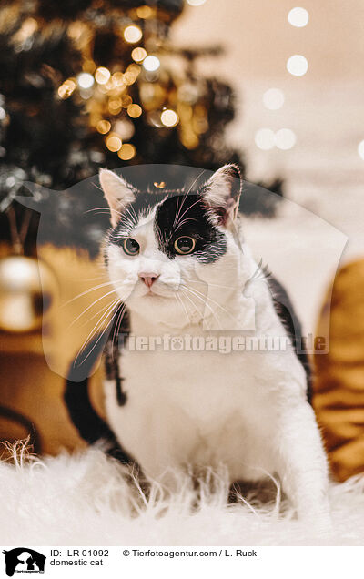 Hauskatze / domestic cat / LR-01092