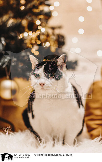 Hauskatze / domestic cat / LR-01093