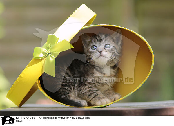Ktzchen / kitten / HS-01868
