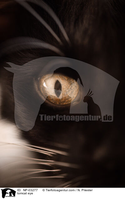 tomcat eye / NP-03277