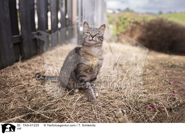 cat / TAS-01225