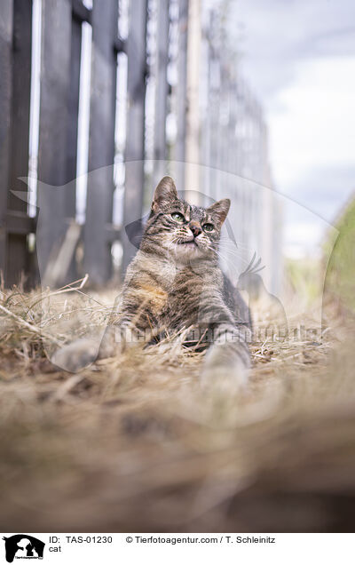 Hauskatze / cat / TAS-01230