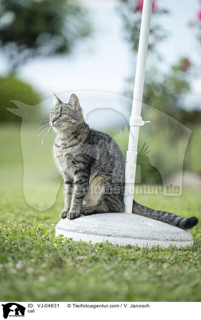 Katze / cat / VJ-04631