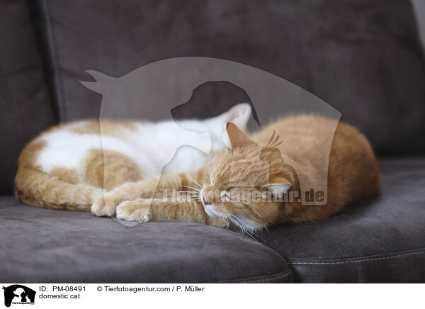 Hauskatze / domestic cat / PM-08491
