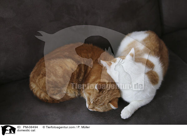 Hauskatze / domestic cat / PM-08494