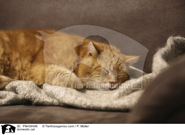 Hauskatze / domestic cat / PM-08496