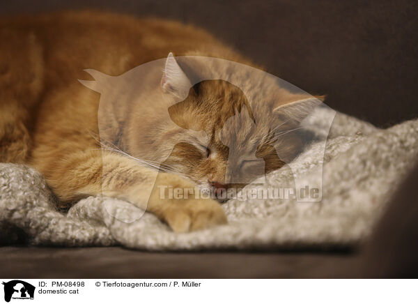 Hauskatze / domestic cat / PM-08498