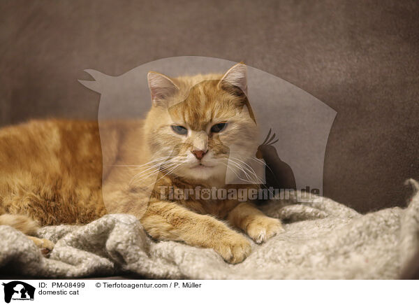 Hauskatze / domestic cat / PM-08499