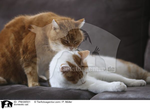 Hauskatze / domestic cat / PM-08501